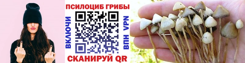 blacksprut ТОР  Ветлуга  Псилоцибиновые грибы Psilocybe 